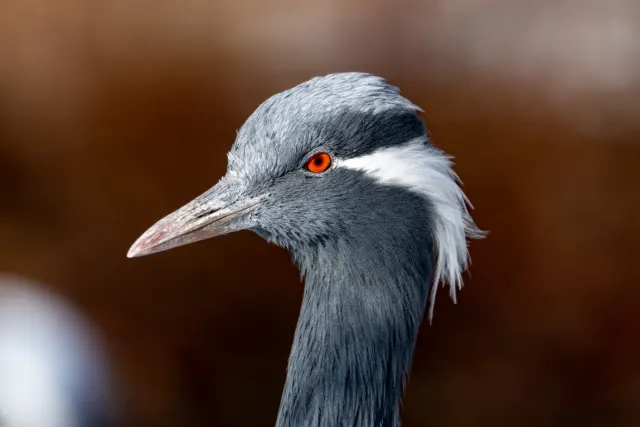 KAR03232