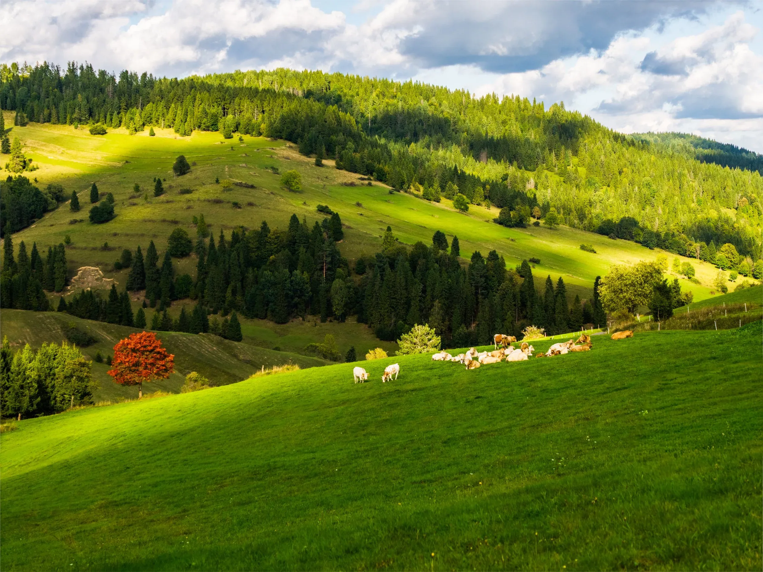 Slovensko