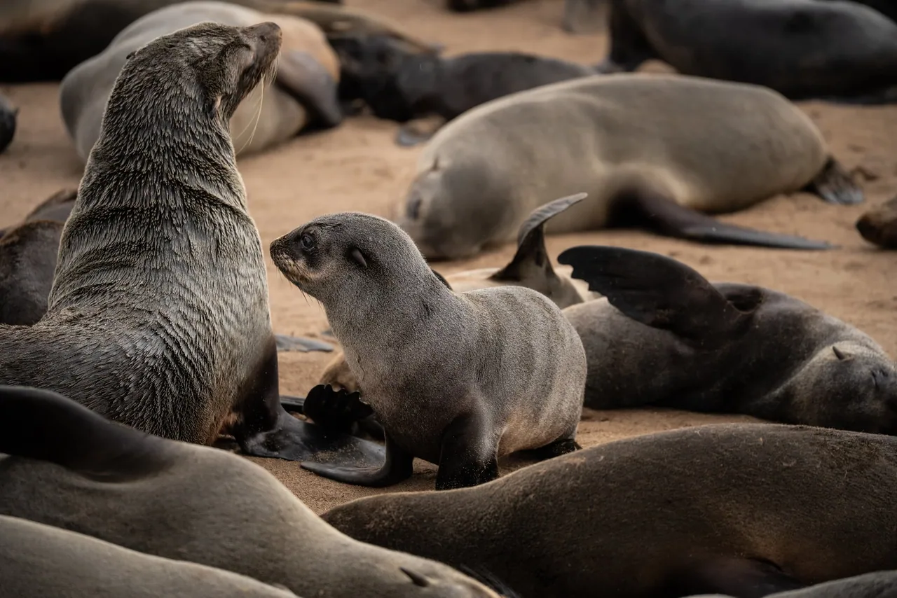 DSC02618.jpg