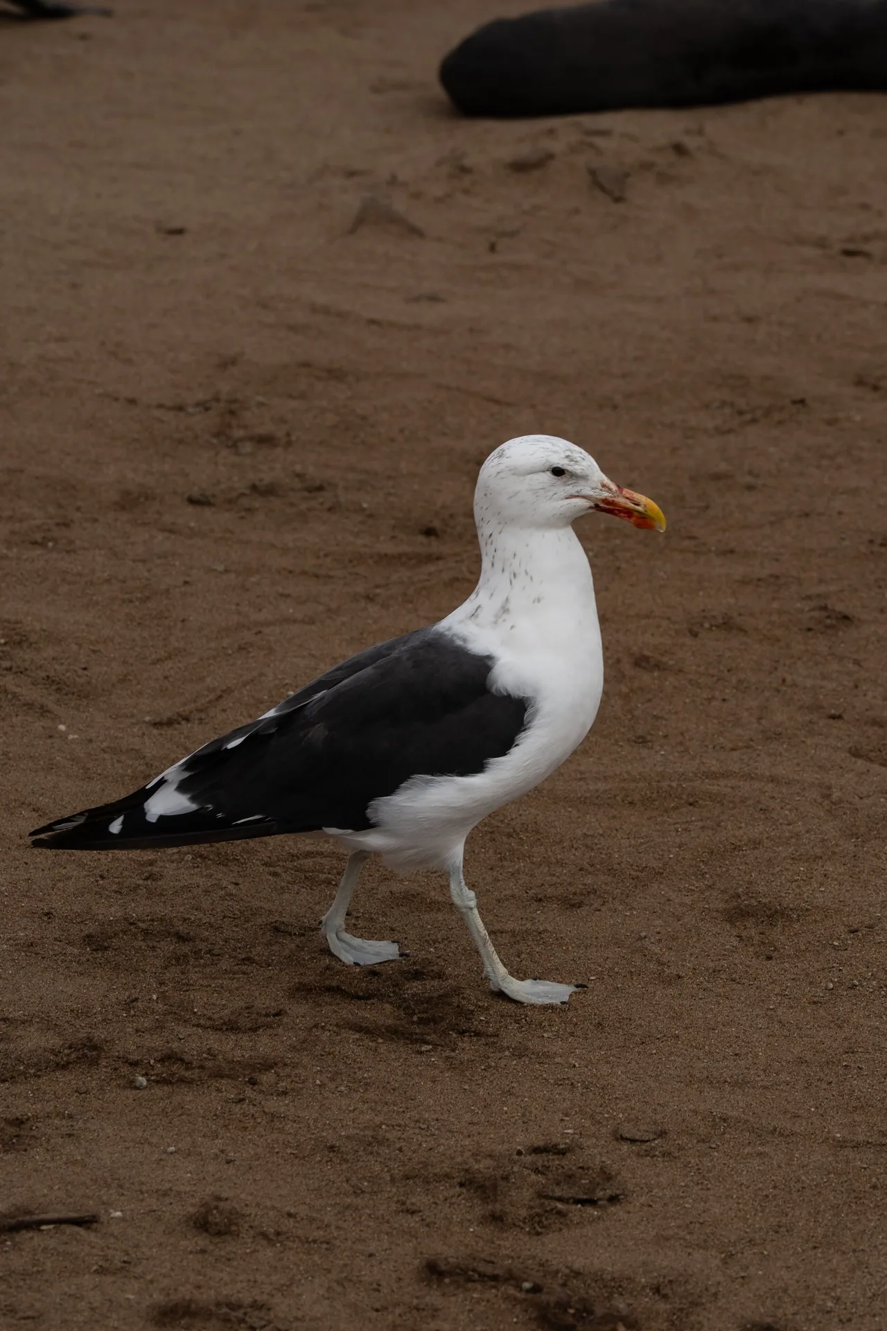 DSC03067.jpg