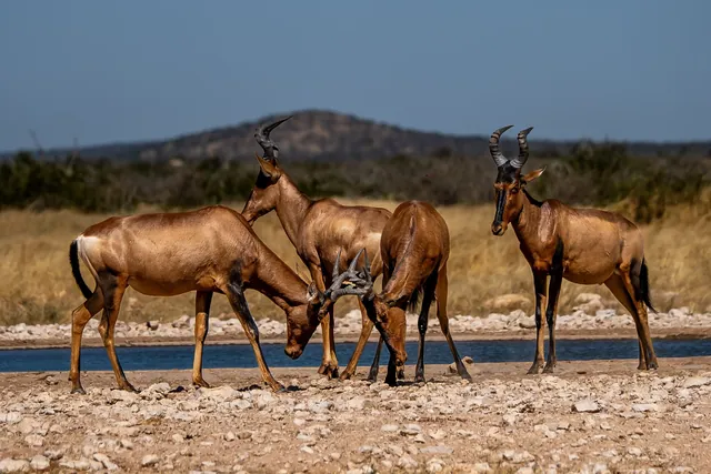 Namibie