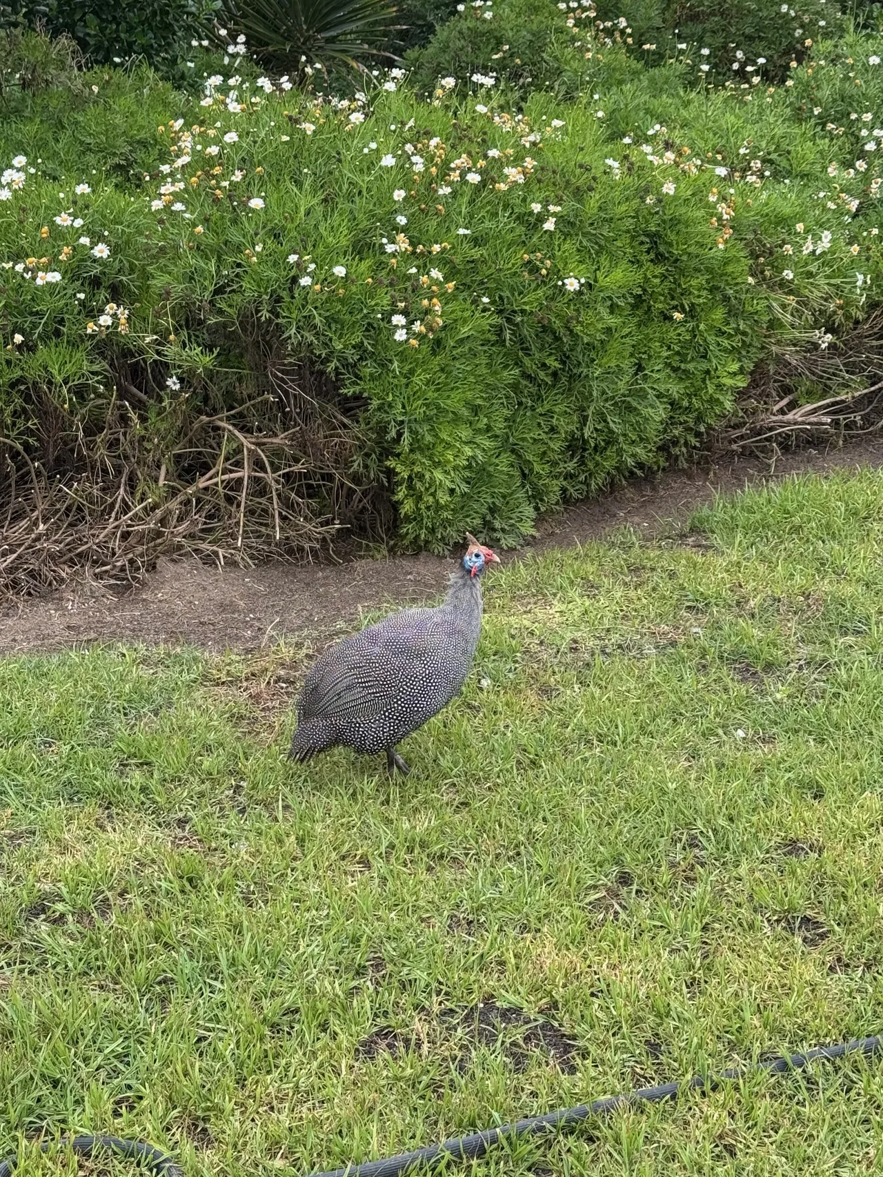 IMG_5265.jpeg